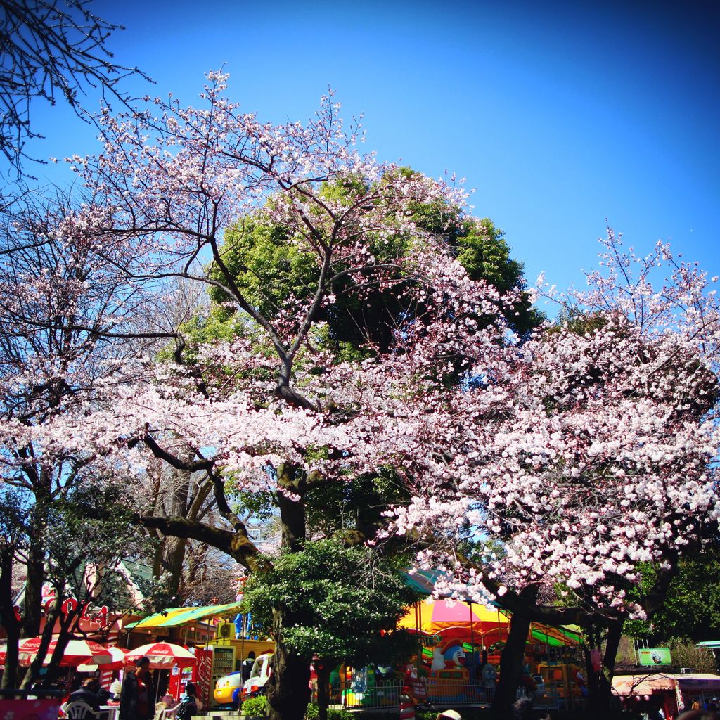 樱花下的游乐场，这里的孩子都是幸福的！