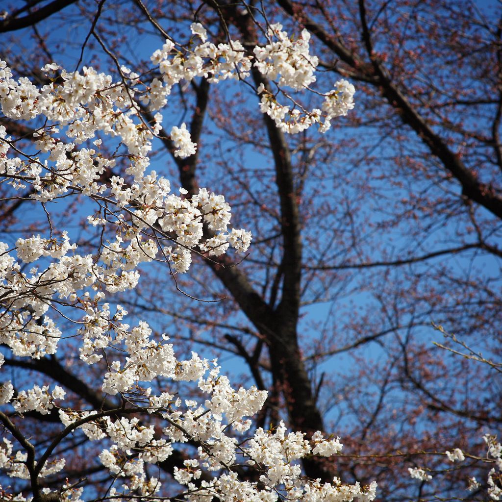 上野公园 浅草寺
