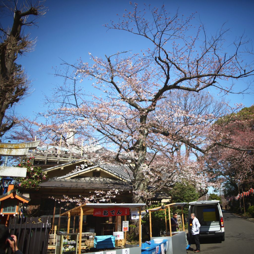 老房子和樱花是绝配