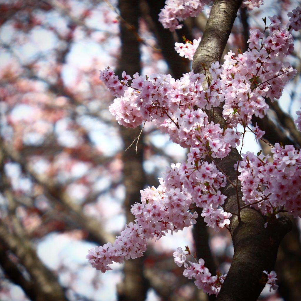 阳光和樱花是完美的组合