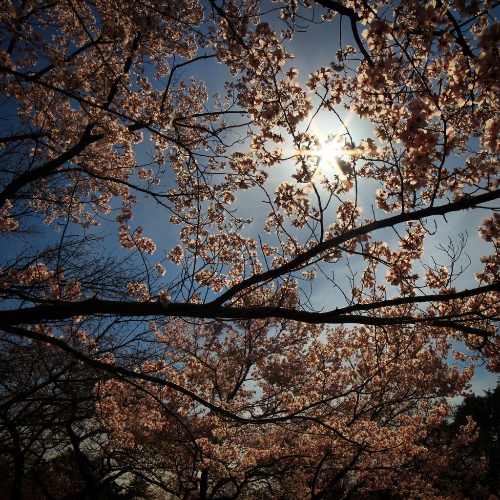 透过樱花看阳光