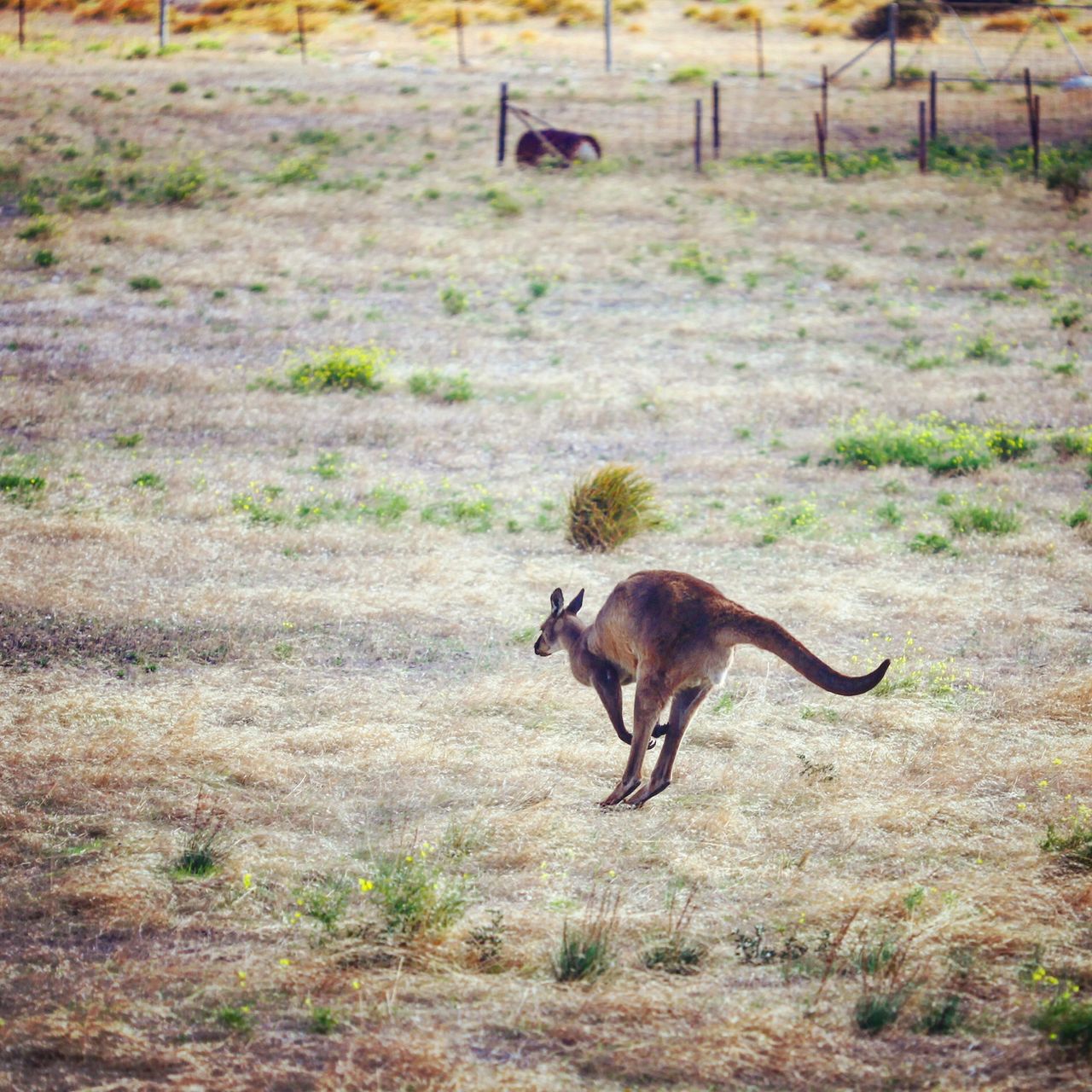 上到袋鼠岛，总算见到野生的袋鼠啦