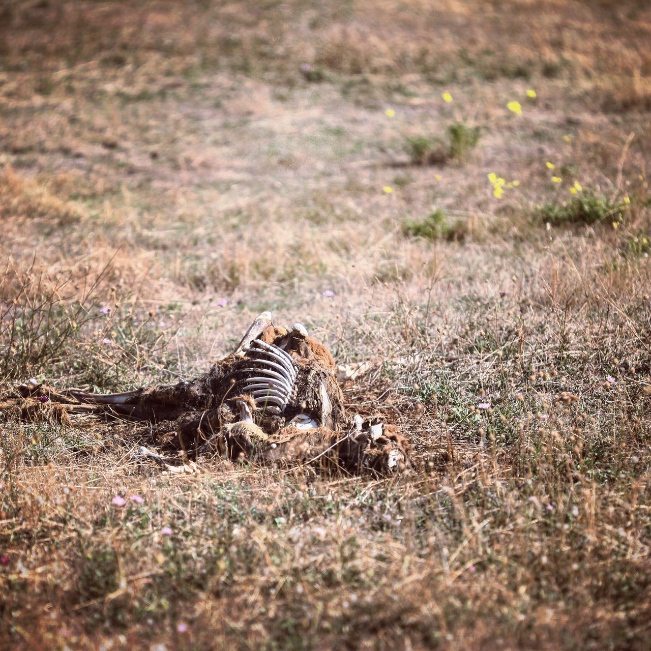 路边还能见到遗骸，彰显大自然的残酷