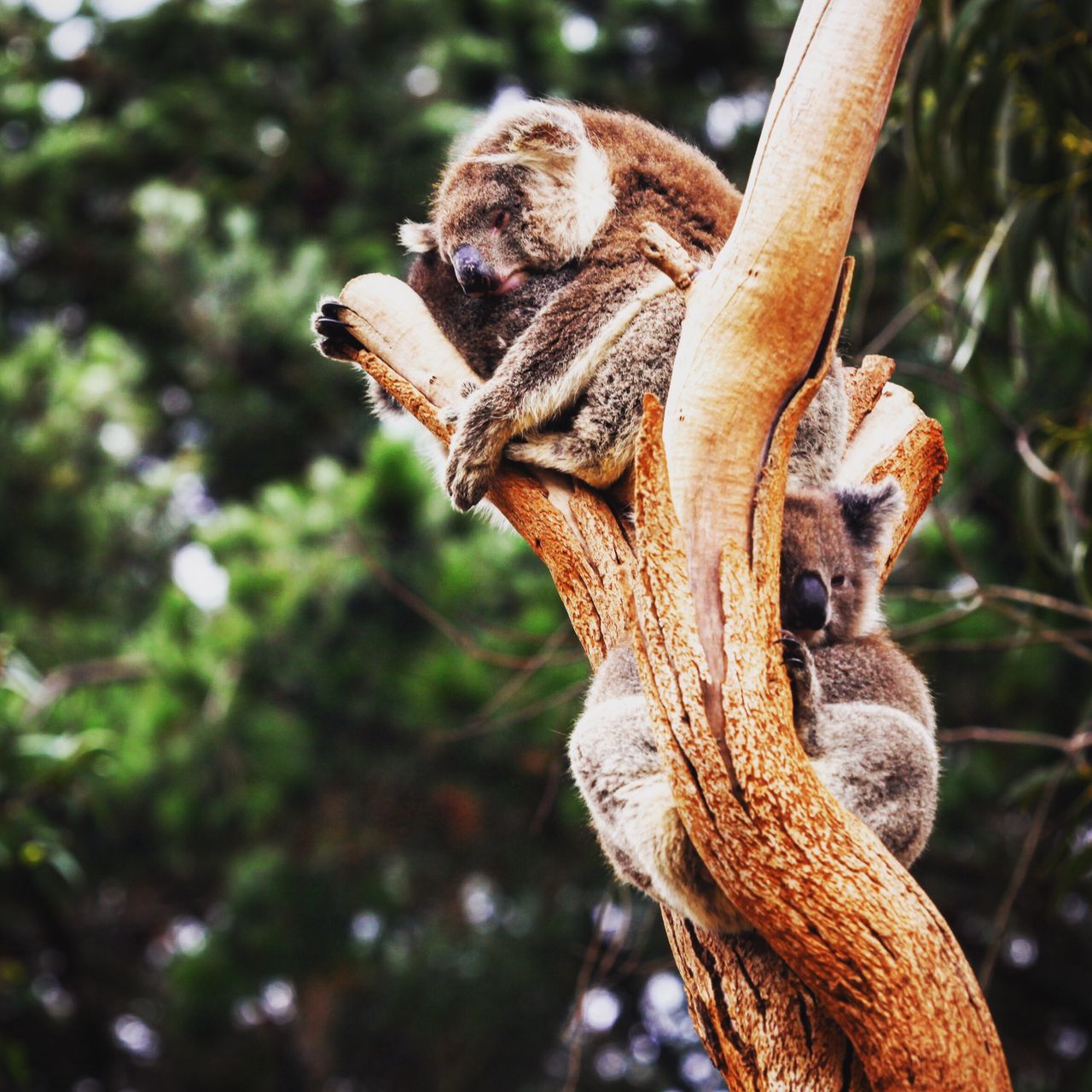 就喜欢躲在树上睡觉