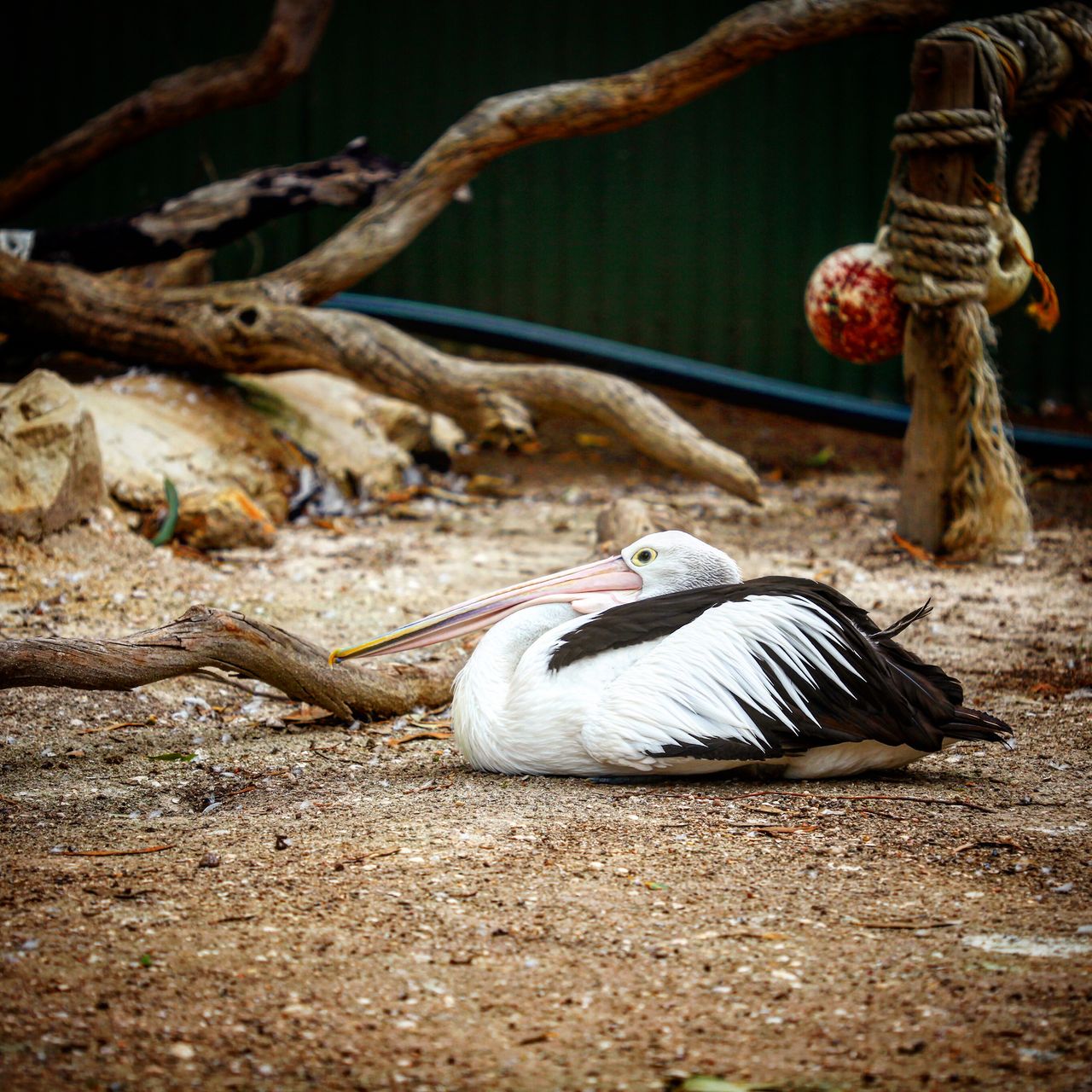 这货叫什么来着？