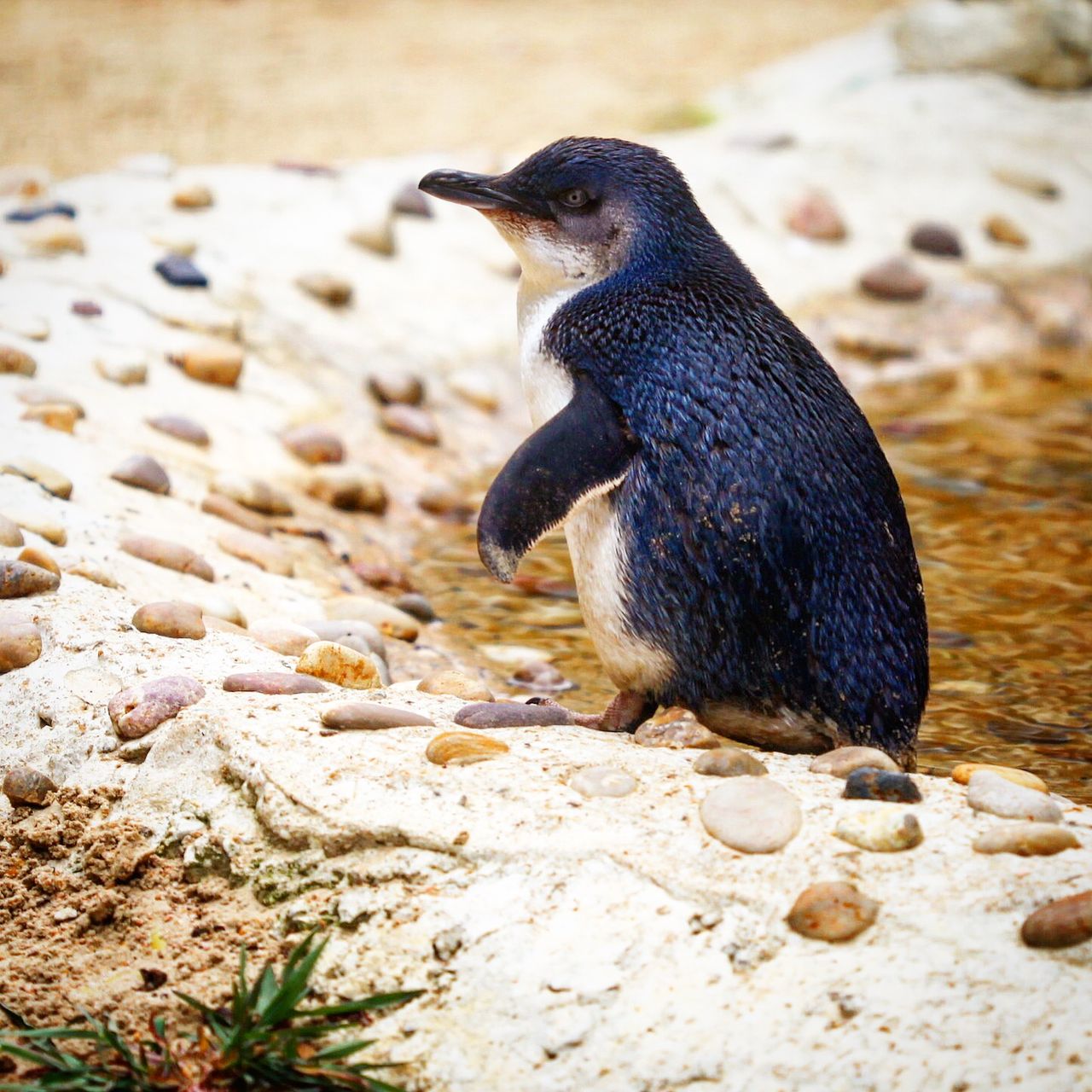 传说中的南半球生物哈