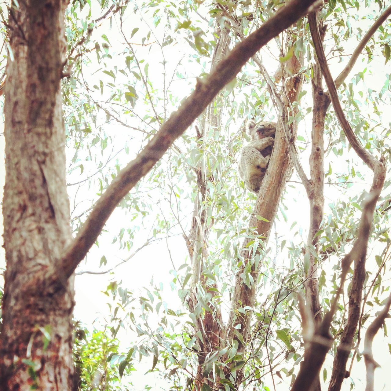 躲在树上抱成团状