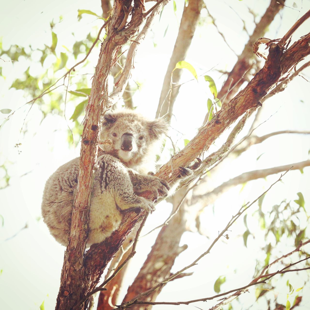 哈，看过来了，看过来了