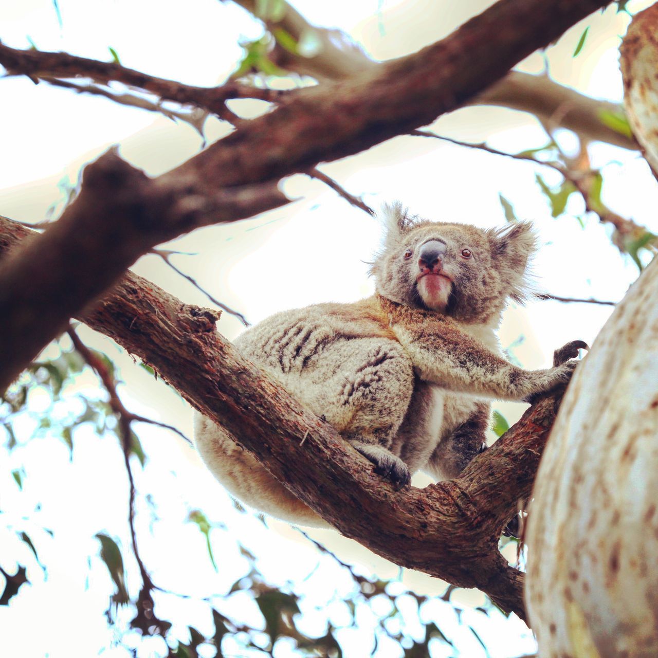 好萌好萌的姿势