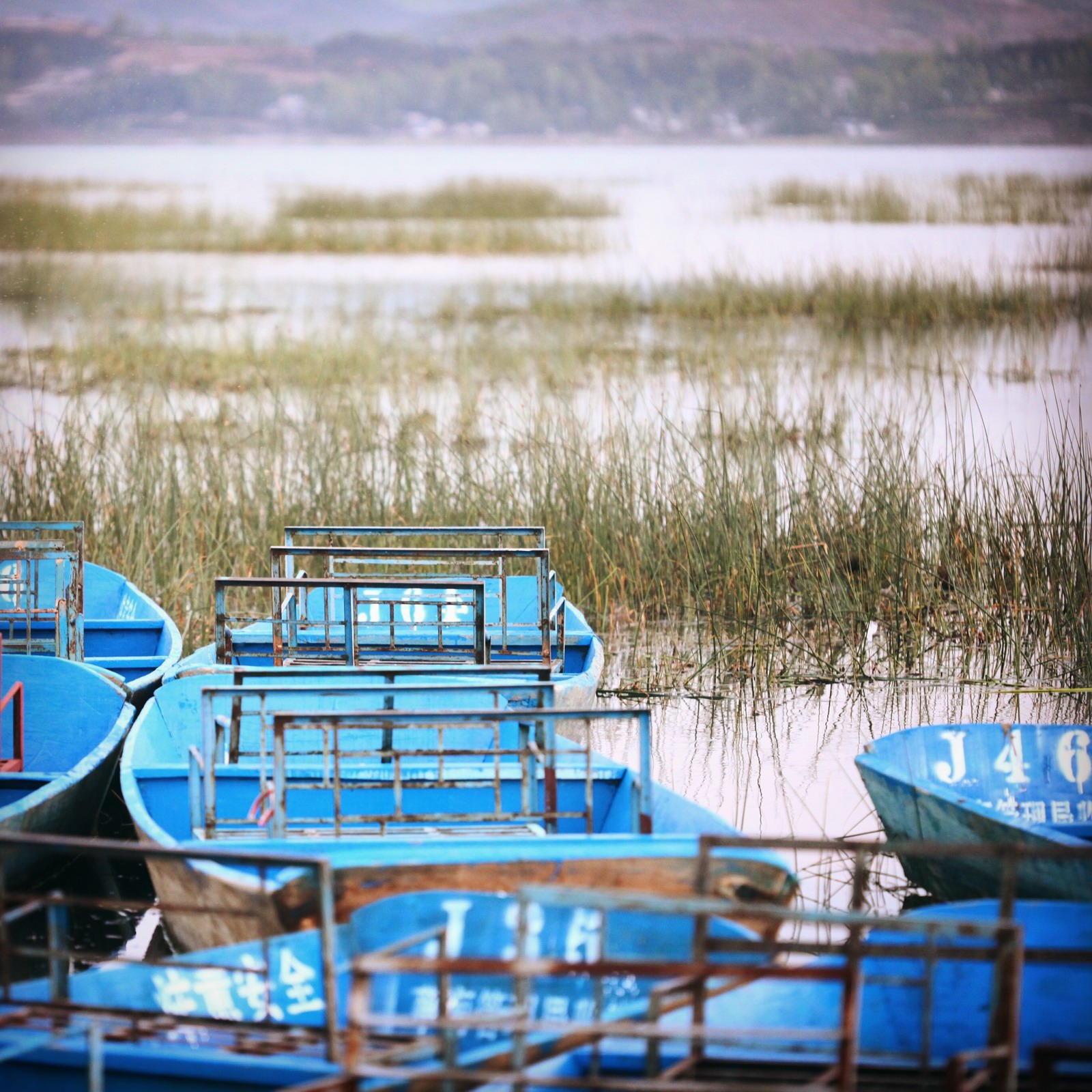 草海草海,脑海中不断的脑补草海应有的样子