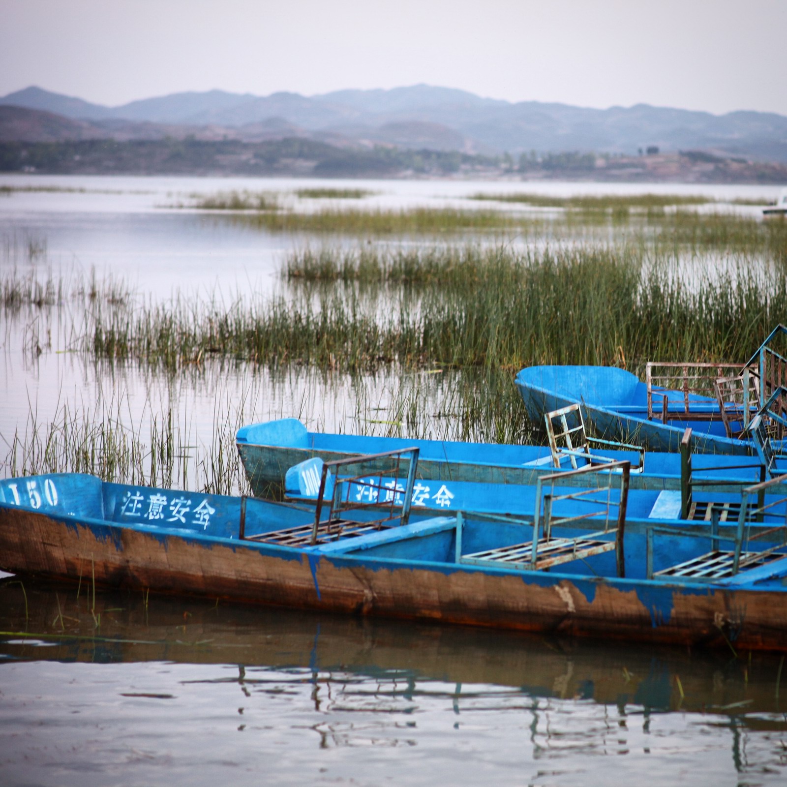 如果满满的都是草,会是如何一番景色呢?