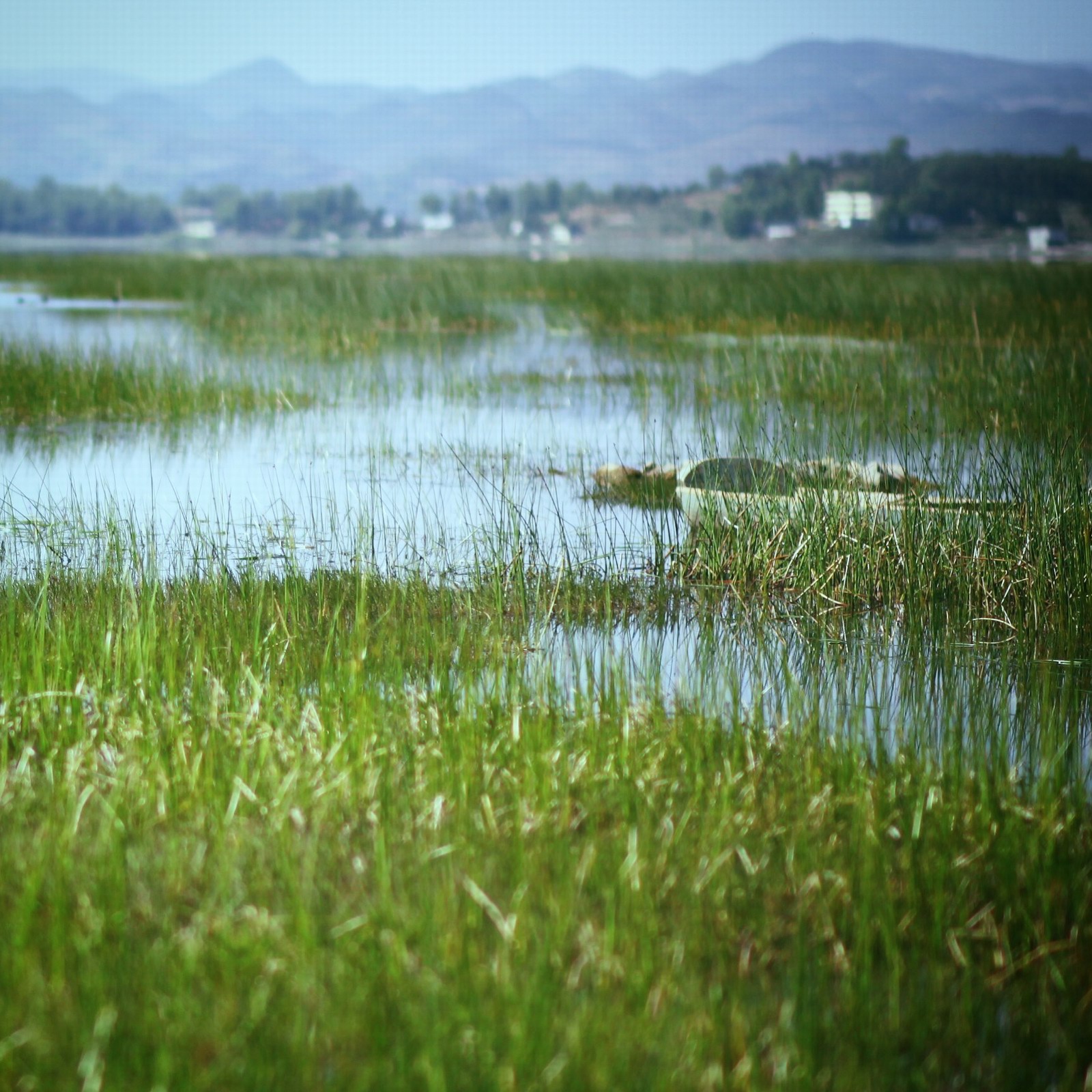 次日,我们驾车到了草海的另一面,总算见到了期待的草海