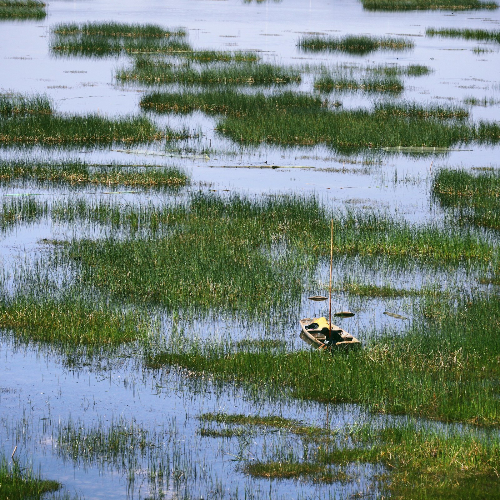 看草海要远观而不能近看,所以跑上山头看下来