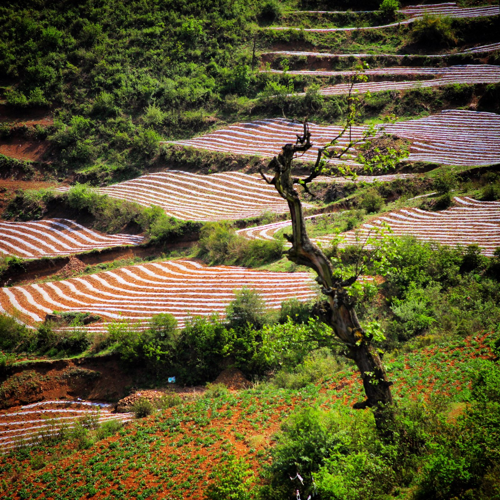 还是继续看梯田吧