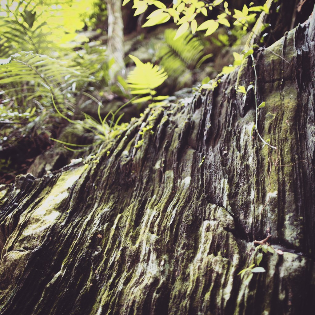 太鲁阁上的古木