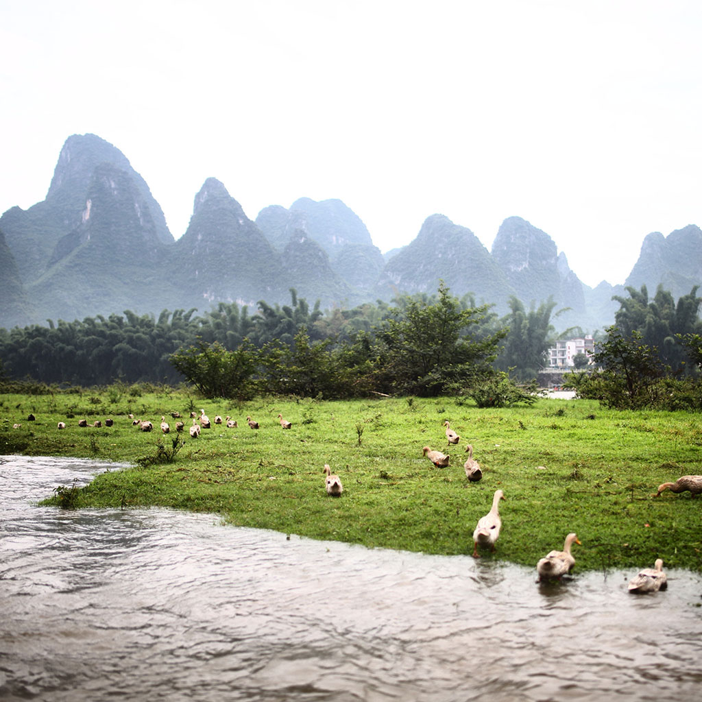 遍地的鸭子，味道一定很正点！