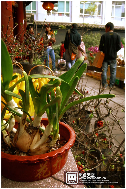 水仙也是年花的重量级角色