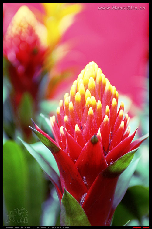 鸡年花市随影·I