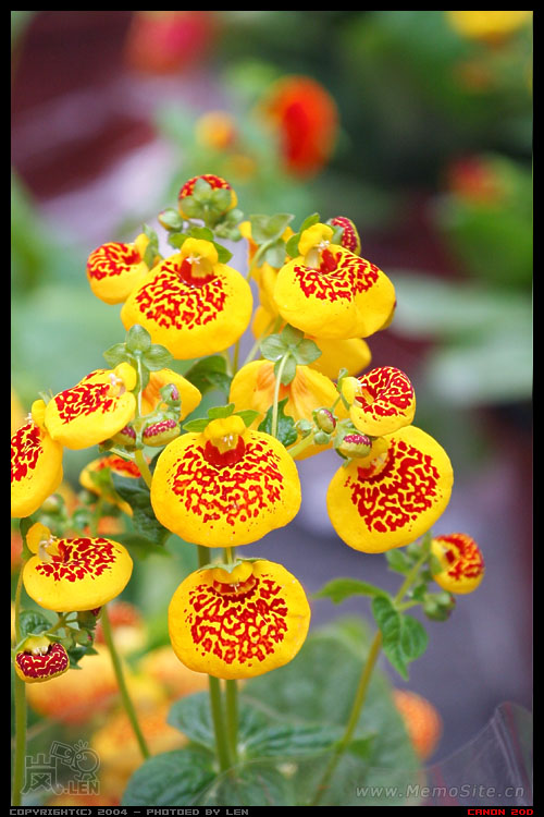 鸡年花市随影·II