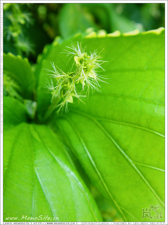 路边的野花也甚有特色！