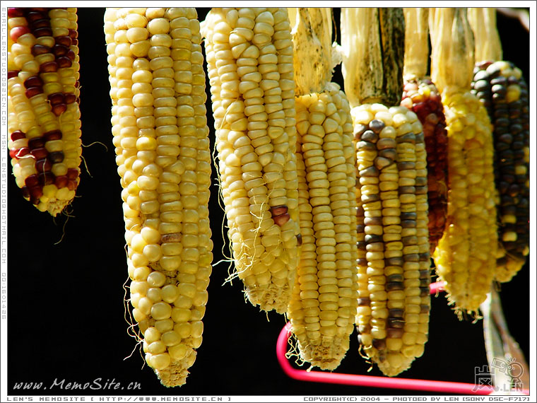 村民自己嗮的玉米棒子，挺有特色的。