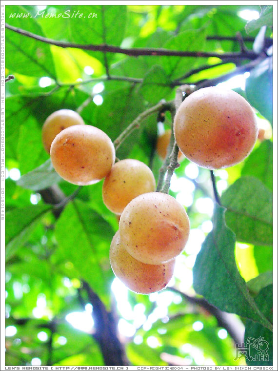 瀛洲生态园的水果