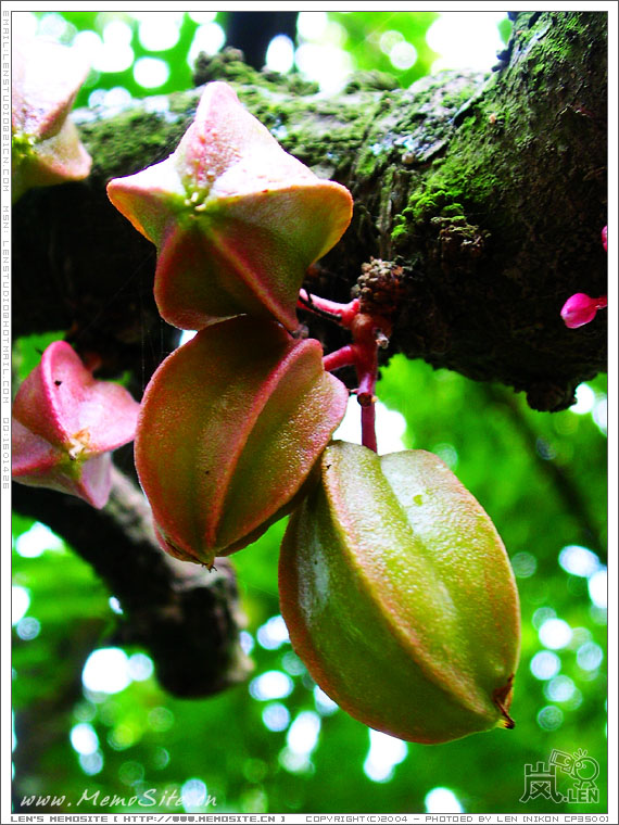 把3500的微距发挥到极点