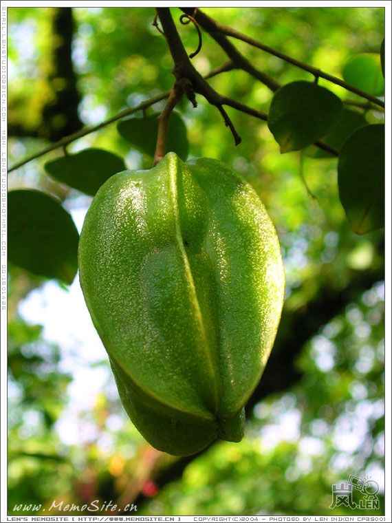 不好意思，路过又见到一只杨桃