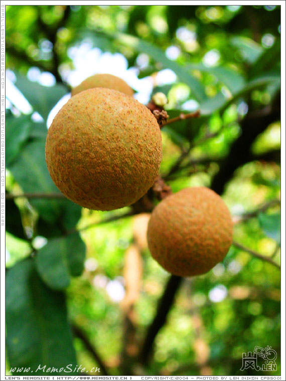 不要投诉了，我换拍龙眼就是了