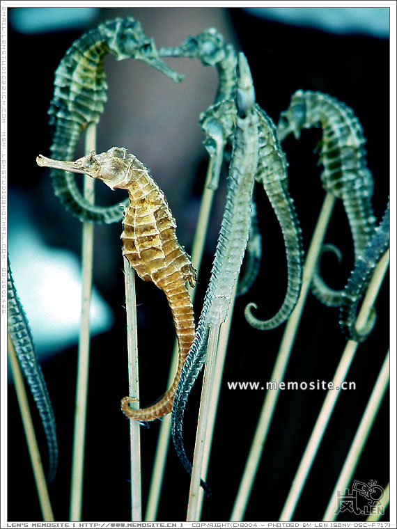 不知道是海马还是海龙的，虽然是来自海的东西，但是已经不鲜了，也称不上海鲜了。