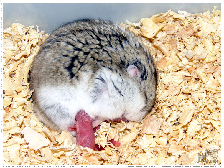 鼠妈妈和六只鼠BB