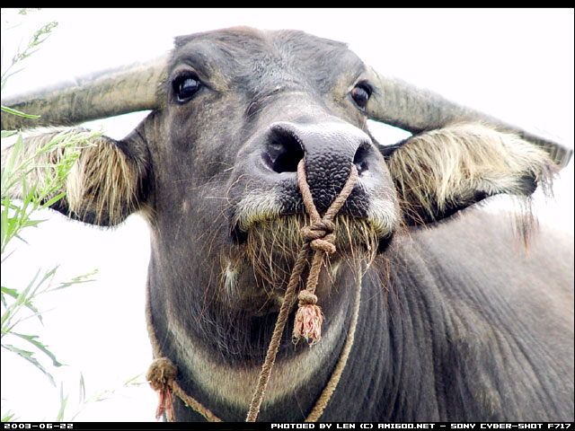 这是······牛······