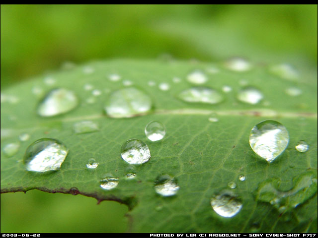 雨后的绿叶，算是冒雨出发的回赠吧。